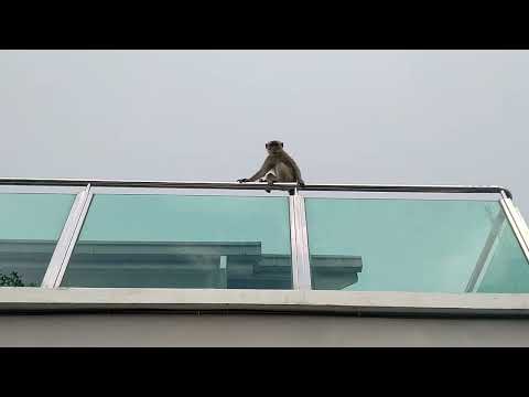 குரங்குடன் ஒரு சின்ன சேட்டை மலேசியா குரங்கு தமிழ் புரியவில்லை