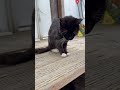 Trailer Park Tuxedo Cat 08 19 2024