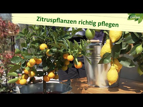 , title : 'Zitruspflanzen – so gedeihen sie gut | MDR Garten'
