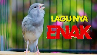 Download lagu KENARI GACOR PANJANG, TERAPI KENARI PAUD CEPAT BUNYI GACOR mp3