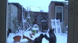 preview picture of video 'Leila,Luna en Luka in de sneeuw dec 2009'