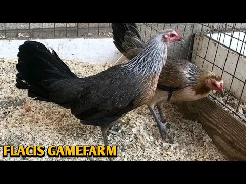 Grey Albany Kelso - FLACIS FARM