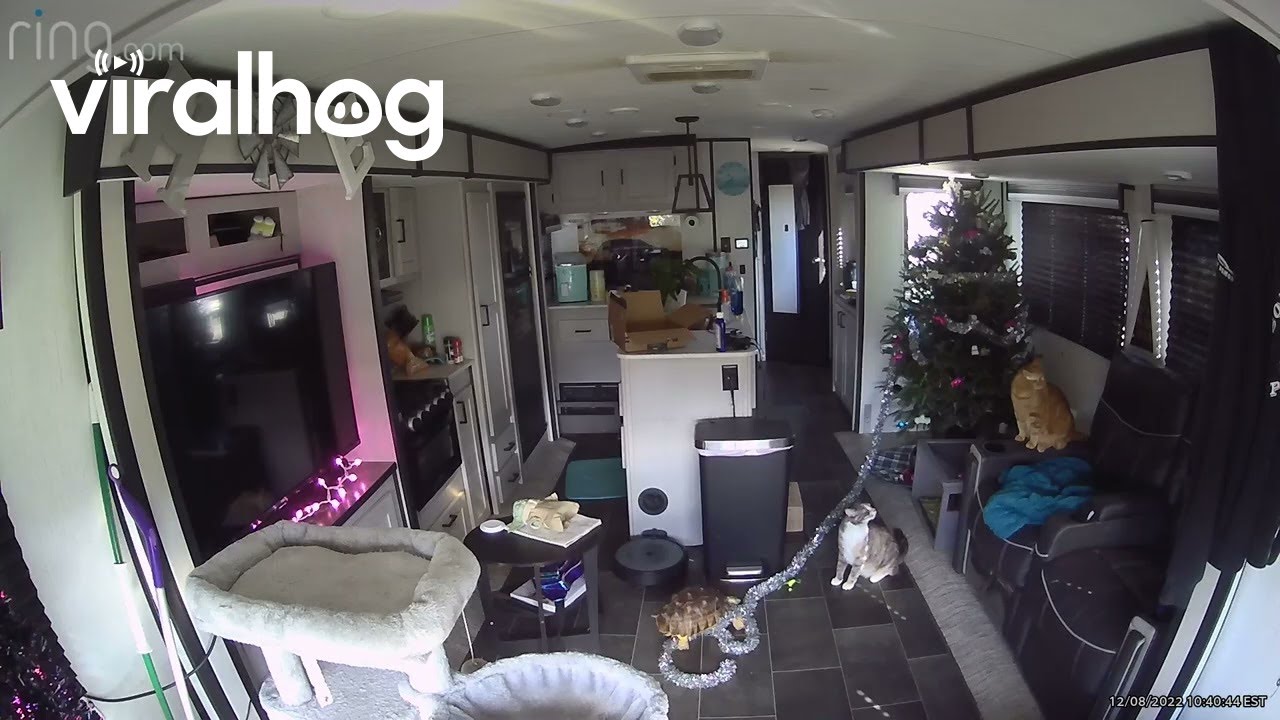 Tortoise Has His Own Christmas Decor Vision || ViralHog