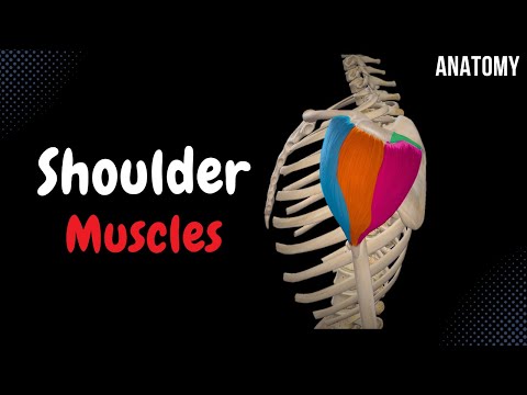 Muscles of the Shoulder (Division, Origin, Insertion, Function)