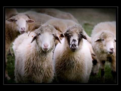 Piwnica Pod Baranami- Niebieska patelnia(1965)