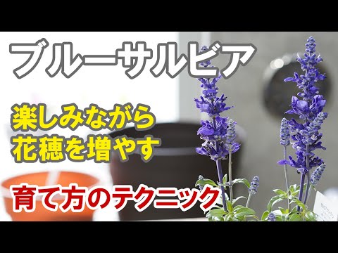 園芸 ブルーセージブッシュ