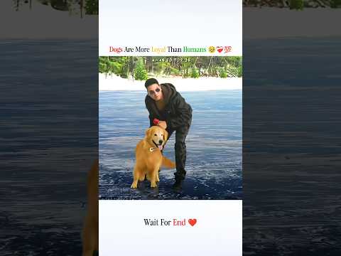 🥹❤️‍🩹💯 #shorts #emotional #lifequotes #bematured #lifelessons #dog #loyal #reality #bekind #animals