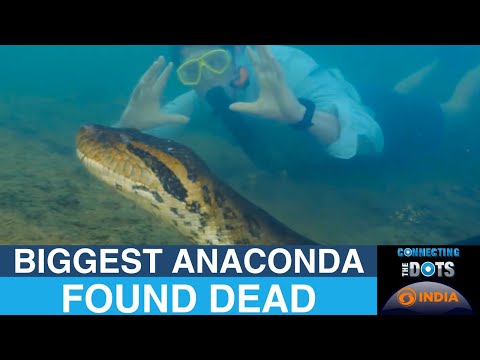 Ana Julia: World's Largest Anaconda Found Dead in Amazon | Connecting The Dots