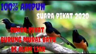 Download lagu suara pikat murai batu paling jitu... mp3