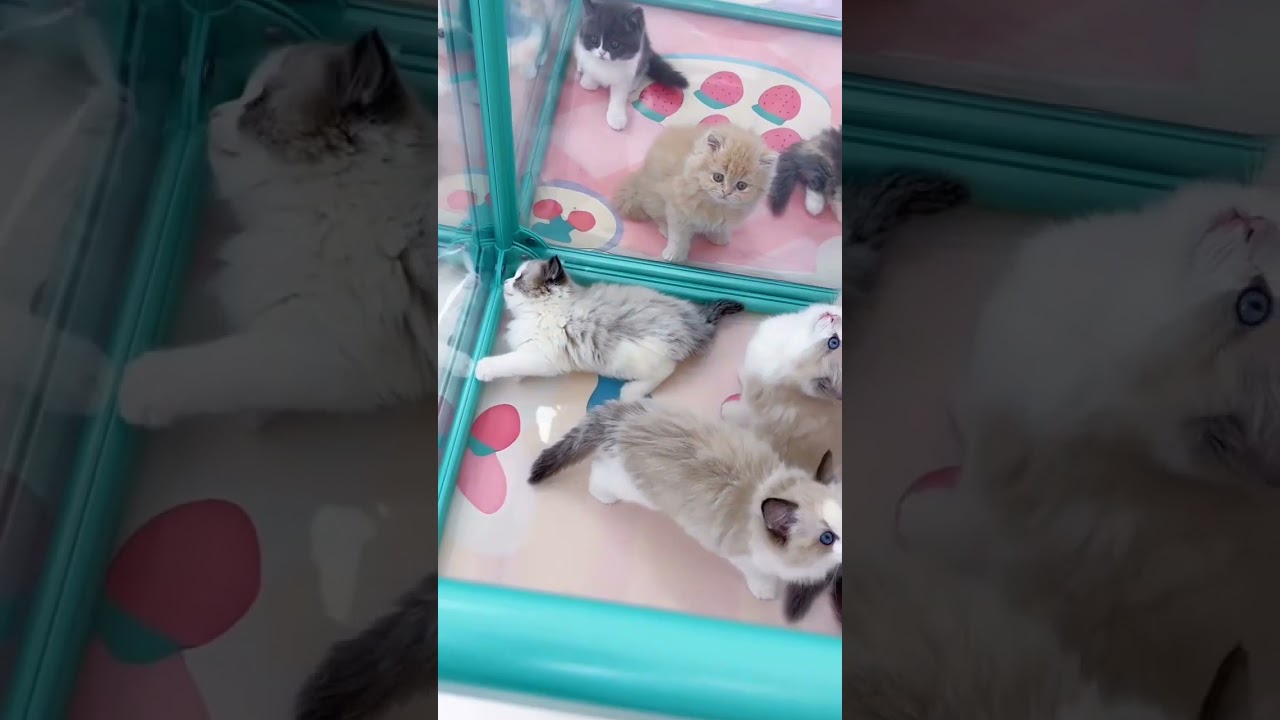 Adorable little kittens ♥ #cat #kitten #cute #animal