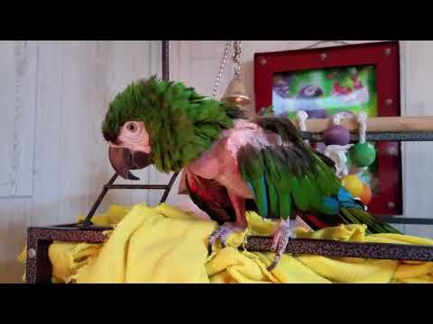 Monday evening at The Sharyn Zoo 💕