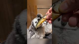 Feeding Time! Hungry Penguins 😋 #cute #adorable #pet #penguin #babyanimals #fluffy #cuteanimal