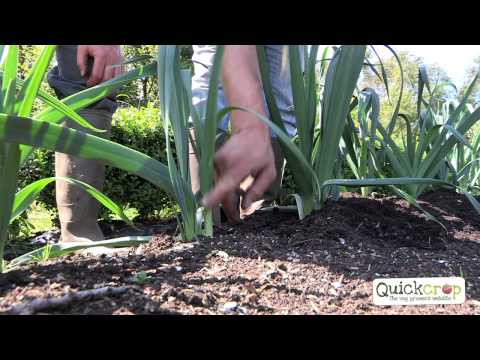 , title : 'How To Grow Leeks - An Easy To Follow Guide