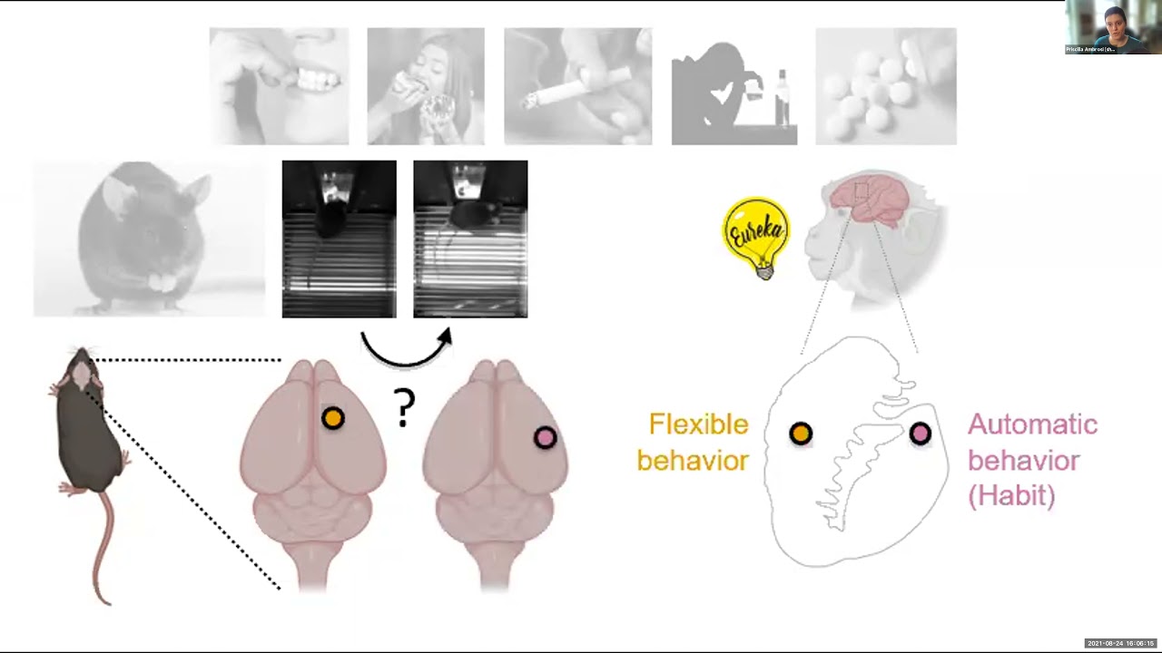To Habit or Not to Habit? New Evidence Challenges Habit Formation Mechanism