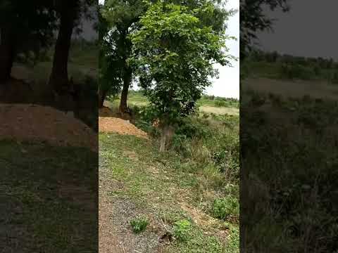 15 Acre Agricultural/Farm Land for Sale in Ramtek, Nagpur
