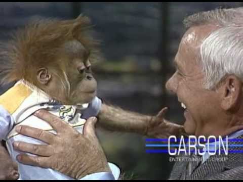 Baby Gorilla from San Diego Zoo: Orangutans on Johnny Carson's Tonight Show