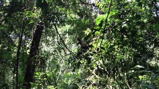 Gorilla Swinging Around Between Tree Limbs - Bwindi Impenetrable Forest - November 2012