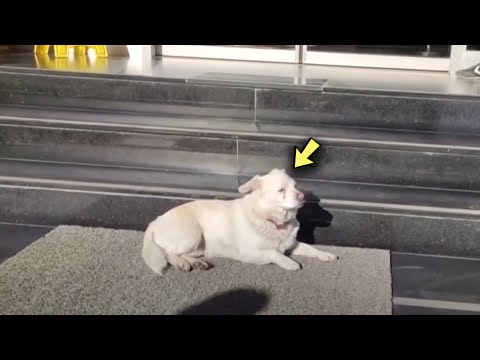 El perro esperó casi una semana a su dueño en la puerta del hospital