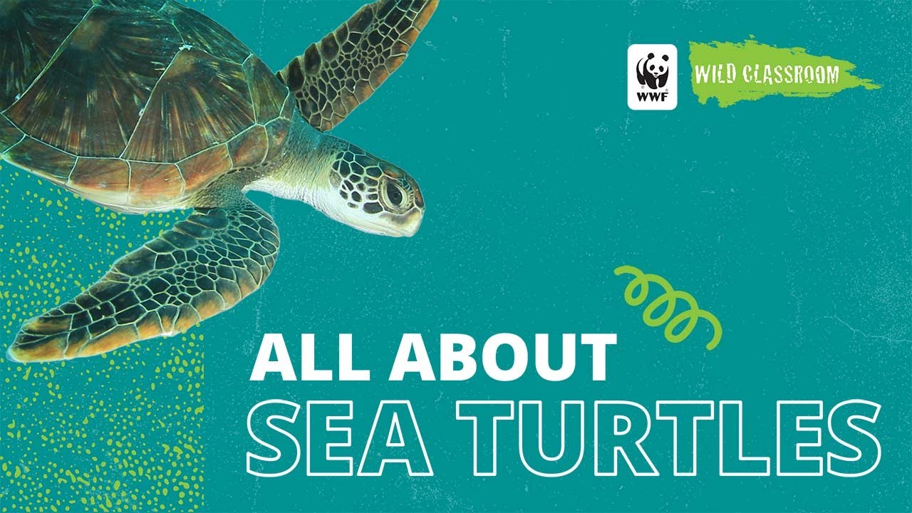 All About Sea Turtles