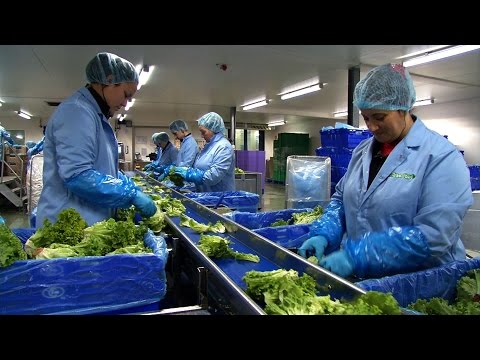 Van Gorp Greenfood Belfeld - General Impression ENGLISH