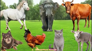 Farm Animals: Cat, Dog, Parrot, Pig, Cow, Horse, Goat, Duck, Chicken - Animal Sounds