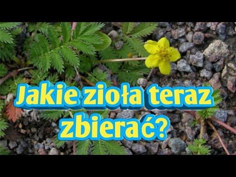 Dużo siły roboczej Preparaty potencji u mężczyzn Sealeks