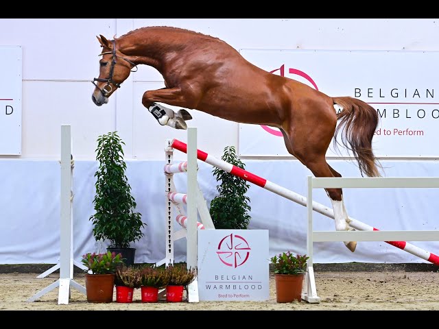 TIMON VD BEGIJNAKKER