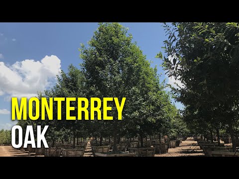 An Amazing Fast Growing Shade Tree: The Monterrey Oak