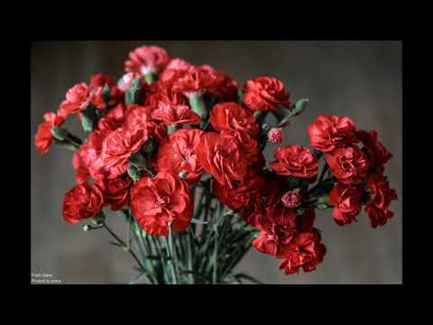 Fratii Sfara - Privind in urma