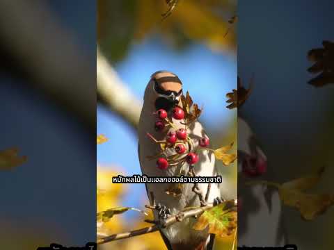 นกที่ชอบเมาแล้วนอนไปทั่ว #animals #สาระ