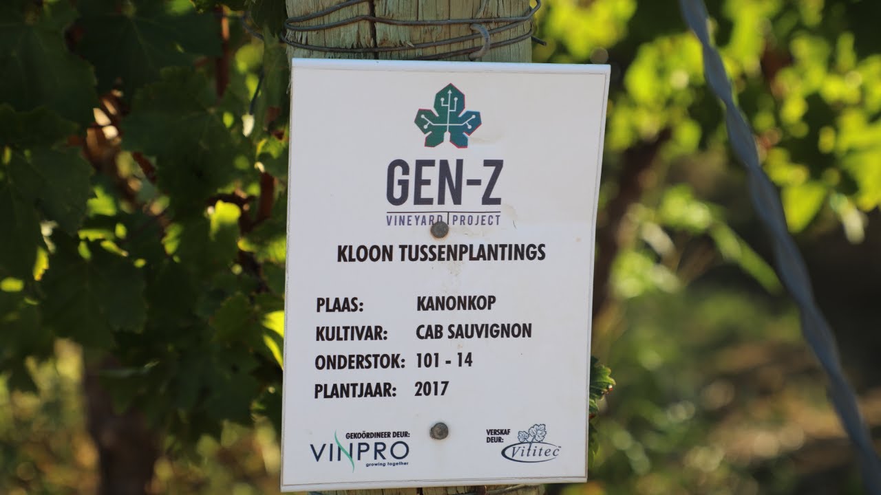 GEN-Z Kanonkop Harvest 2024