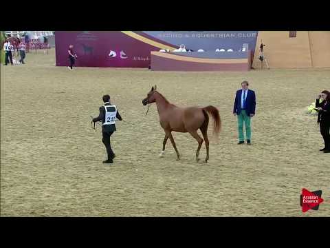 244 RIHAB AL SHAQAB - 21st Qatar National 2018