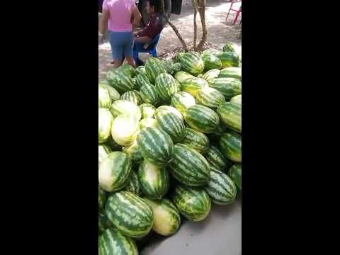 Cultivo de patilla en sitio viejo - Chimá - Córdoba 