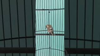 Download lagu story burung Sogon mp3