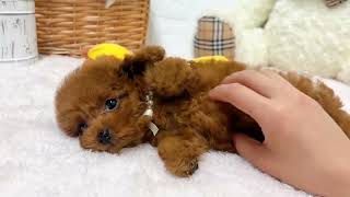 ティーカッププードルの動画02