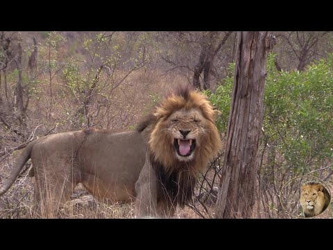 Huge Lion Brothers Marking Territory