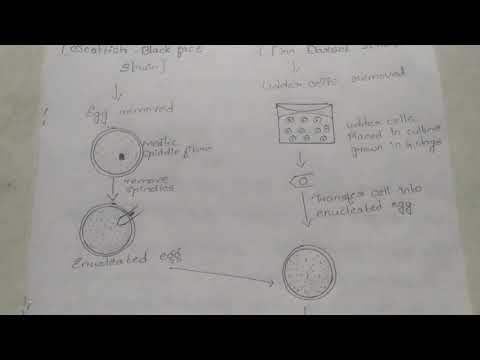 Cloning of mammals ##Evidence for genomic equivalence