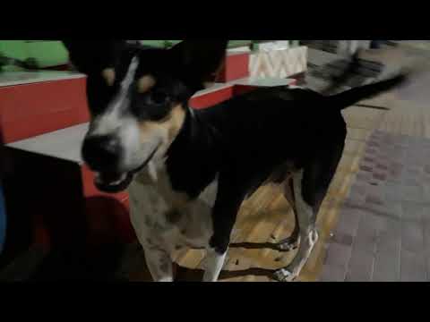 street dogs = UTTARA = part I