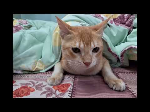 Milu the cat #cat #catlife #catlover #animals #animallover