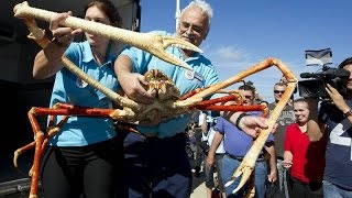 Ловля краба в мае на озерах
