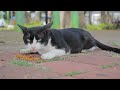 Tuxedo Cat Enjoying His Food