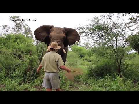 MAN HALTS CHARGING ELEPHANT
