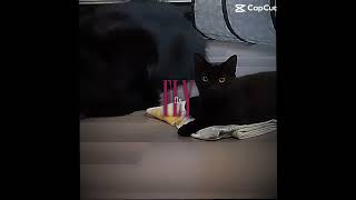 Flightless bird #capcut #cat #cats #catshorts #catlovers #trending #edit #catmemes ￼