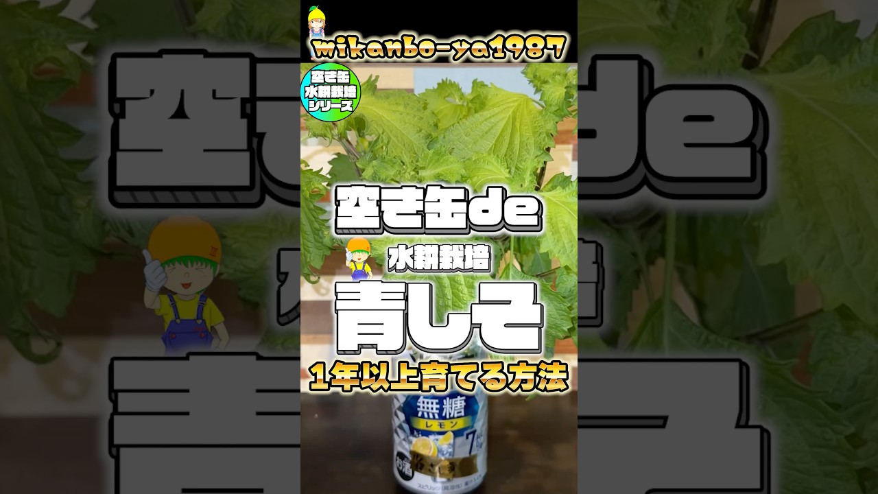 【1年中収穫可能】青しそは室内窓際で育てると秋冬でも収穫出来ます！枯れずに育て続ける奇跡の栽培方法！#ハーブ