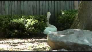 New Egg for Manlius Swans