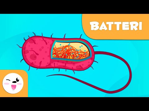 Cosa sono i batteri? – Scienza per bambini
