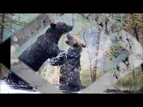 ROBIN ...  Bjørnen vågner  - Dk4