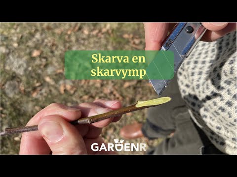 Skarva en skarvymp - Trädgårdshacks med GardenR