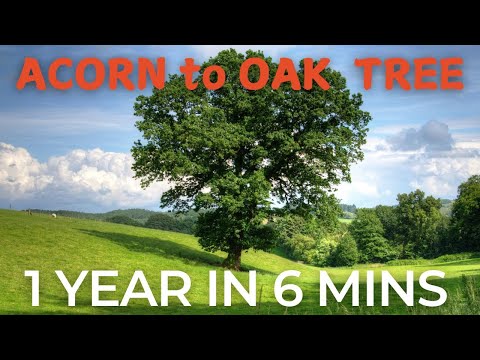 Grow an OAK TREE from an ACORN (1 full year)