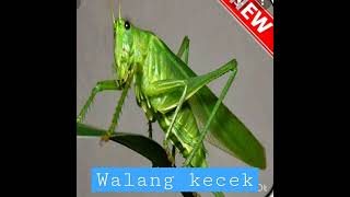 Download lagu masterang belalang kecek joss mp3